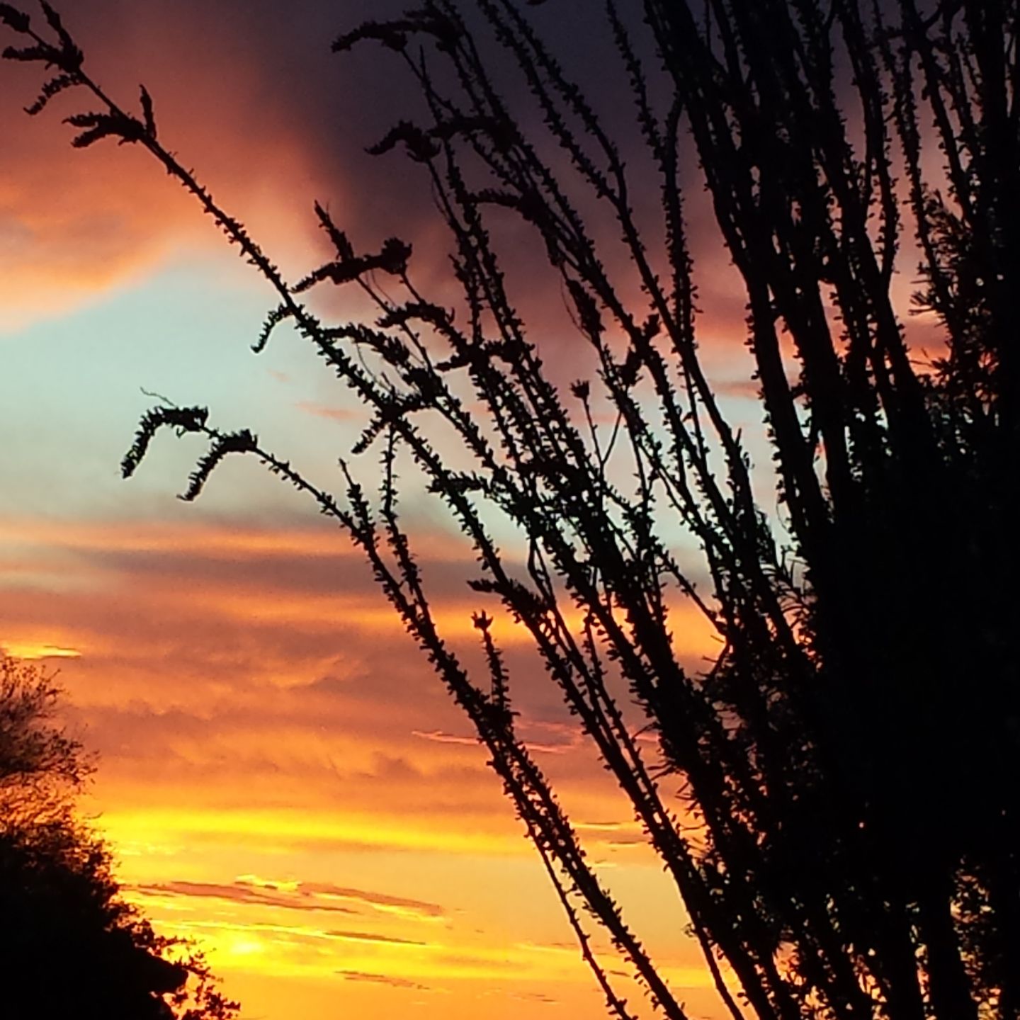 Sonoran Sunset